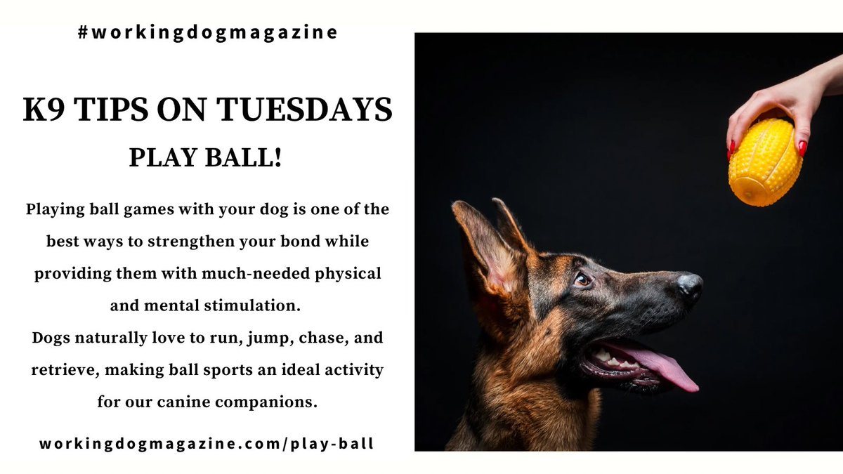 🎾🐾 ℹ️ ⁣⁣Canine Fitness Month⁣ ⁣⁣⁣ Working Dog Magazine K9 Tips on Tuesdays: Play Ball! Full article: workingdogmagazine.com/play-ball ⁣⁣⁣⁣⁣⁣⁣⁣⁣⁣⁣ you deserve a trusted source ⁣⁣⁣⁣ #thinlinemedia #workingdogmagazine #wdtc #dogpeople • #thegoldstandard ⁣⁣⁣