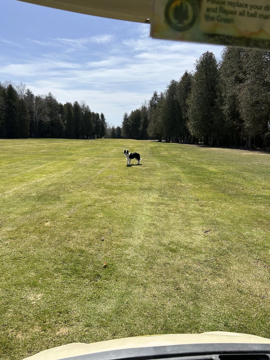 I love when we get to have, find the Super meetings! Me,Tag, Cart, Go! @DogsOfTurf