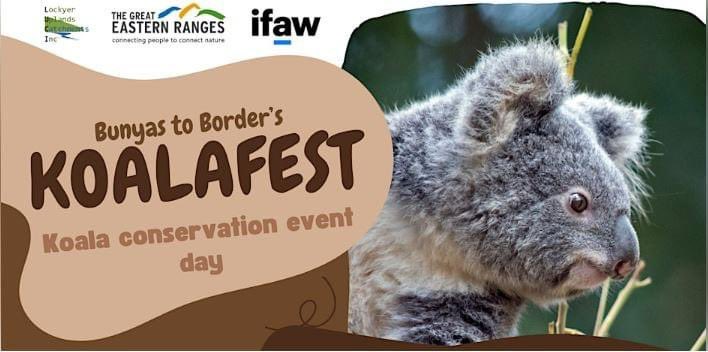 Who’s joining us for KoalaFest? 🐨 🗓️ - 20th April 📍- University of South Queensland - Toowoomba campus 🎟️ - g.ifaw.org/KoalaFest2024 Look forward to an array of talks from experts on topics such as koala care, how to identify sick koalas, what is currently happening in koala…