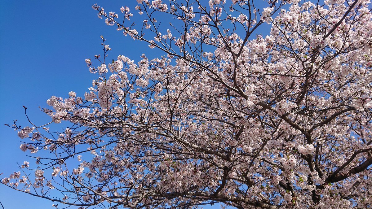 さな (@sana20240315) on Twitter photo 