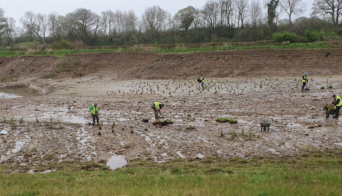 Another 1000+ plants adding to a new wetland area on Pennycroft, part of @hd_materialsUK Ripon city quarry restoration. Supplied & planted by vols. fom @NosterfieldLNR specialist nursery. Bringing wetland habitats back to the Ure Valley.