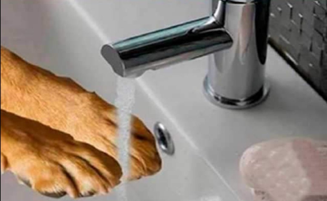 ElHespanolazo's tweet image. Por tu vien recuerda este consejo.
Después de tocar un animal sucio sienpre lábate las manos.