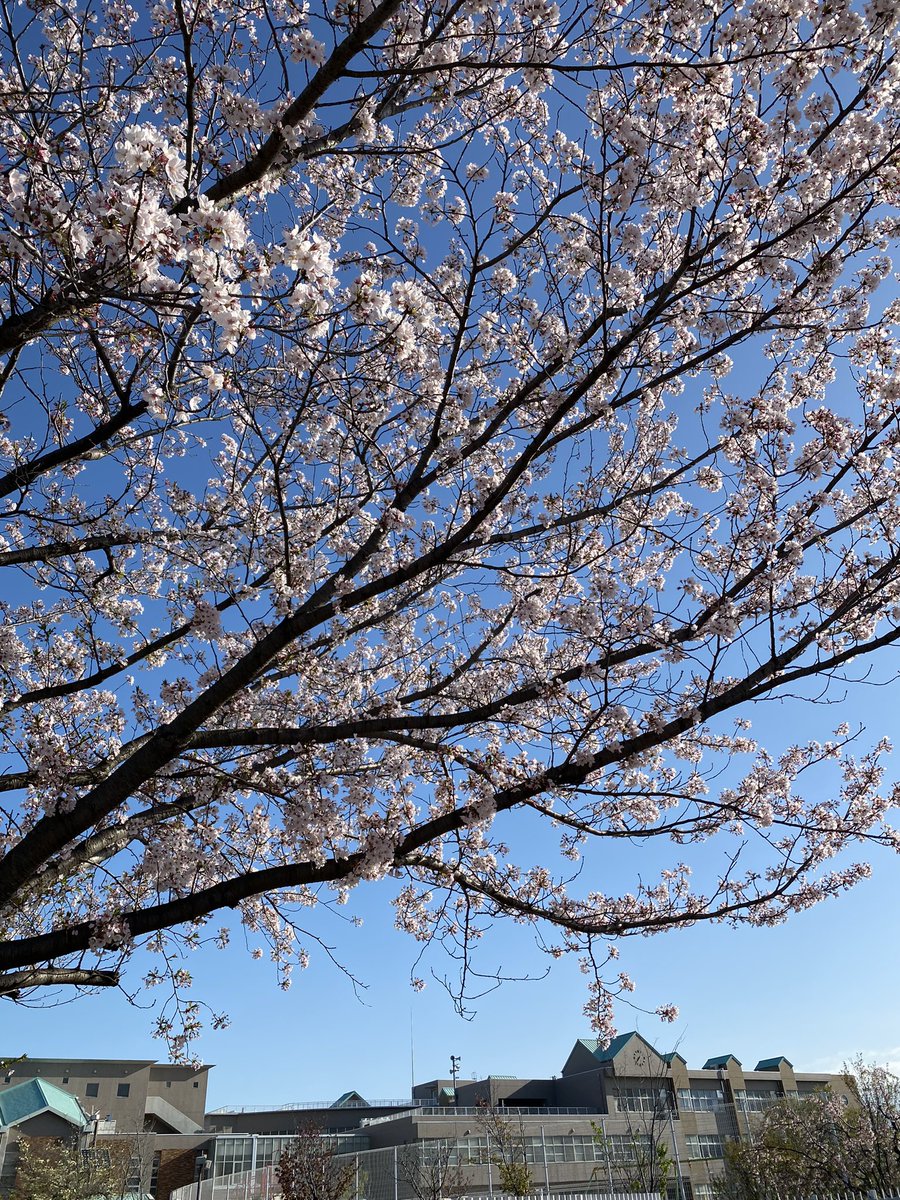 「おはようございます。小学校前の今朝の桜ひさしぶりに背景が青空!鮮やかな青が嬉しい」|しんりんがく@【と04a】COMITIA144のイラスト