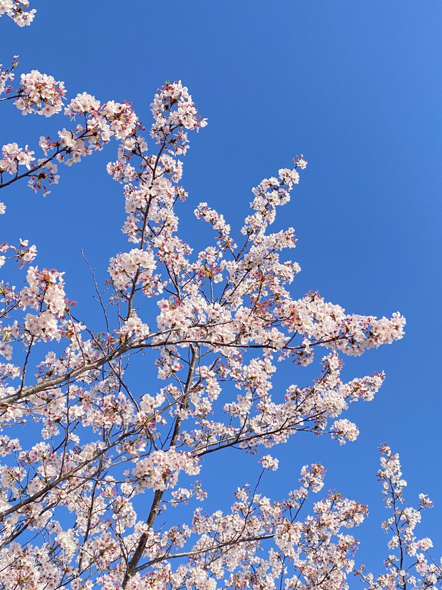 「おはようございます。小学校前の今朝の桜ひさしぶりに背景が青空!鮮やかな青が嬉しい」|しんりんがく@【と04a】COMITIA144のイラスト