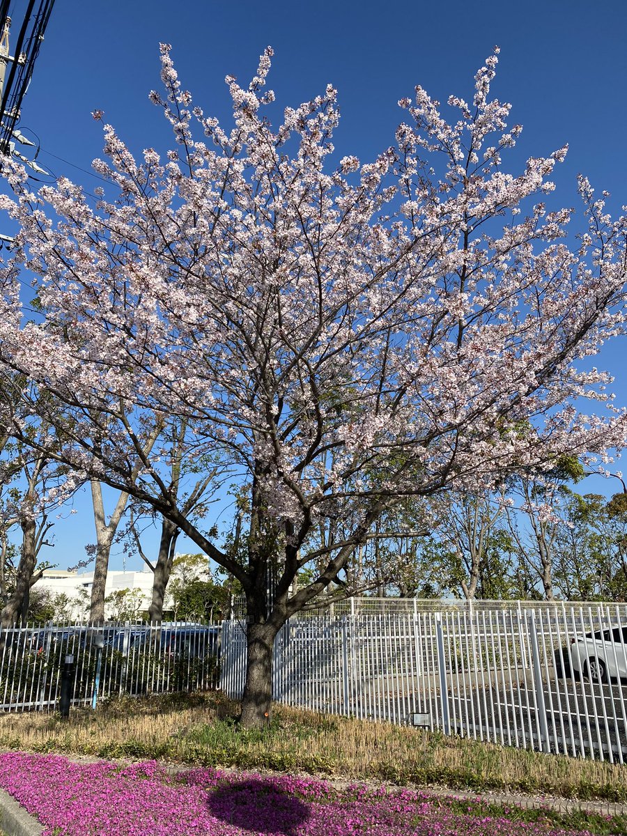 「おはようございます。小学校前の今朝の桜ひさしぶりに背景が青空!鮮やかな青が嬉しい」|しんりんがく@【と04a】COMITIA144のイラスト