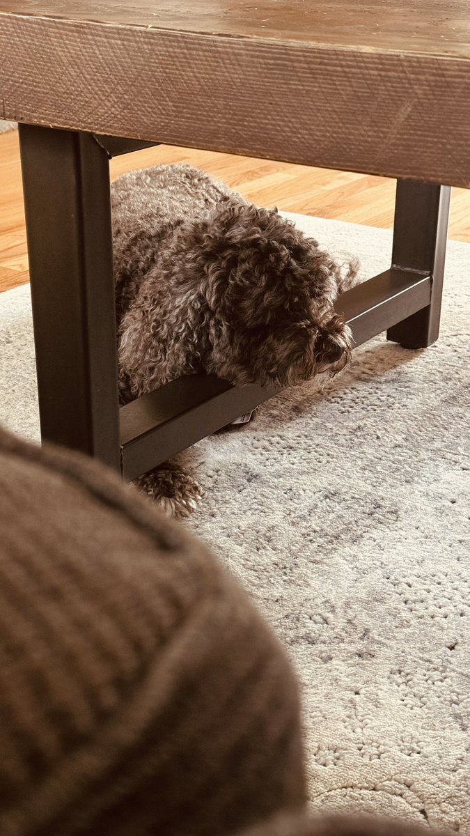 Summary today: 1) get up after parent at 7 am; 2) outside to pee at 7:30; 3) ate something in the yard; 4) belly started to make strange noises at 7:45; 5) dad met me out back; 6) cam back home at 5 for dinner