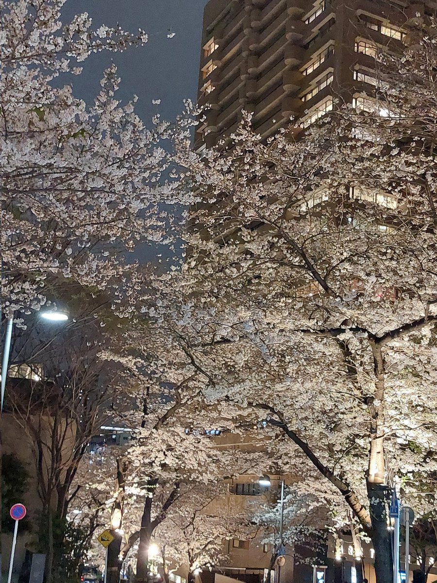 2024年4月5日(金)
仕事帰りにアークヒルズの桜並木のライトアップ✨

#桜
#桜並木
#ライトアップ
#アークヒルズ