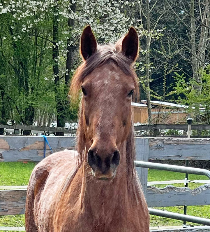 SeattleShepard1's tweet image. 🐴Their toughest case is ending with their most creative approach yet - and now Autumn will get to live out her life as far away from people as possible. @SAFEHorseRescue 
🔊Hear Autumn's Story on the latest episode of Deeper Dive with Kim Shepard:
nwnewsradio.com/episode/040924…