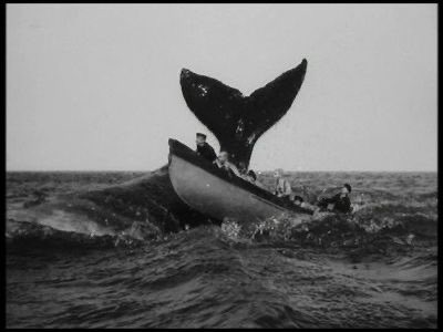 Nantucket Sleighride - Term used by whalers to describe what occurs immediately following the harpooning of a whale.