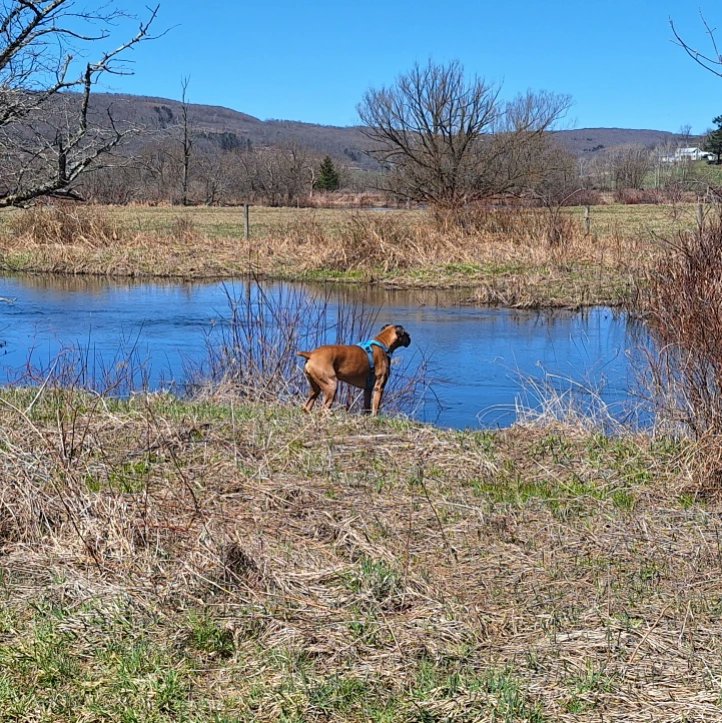 Luke, and all the running off-lead he can imagine.