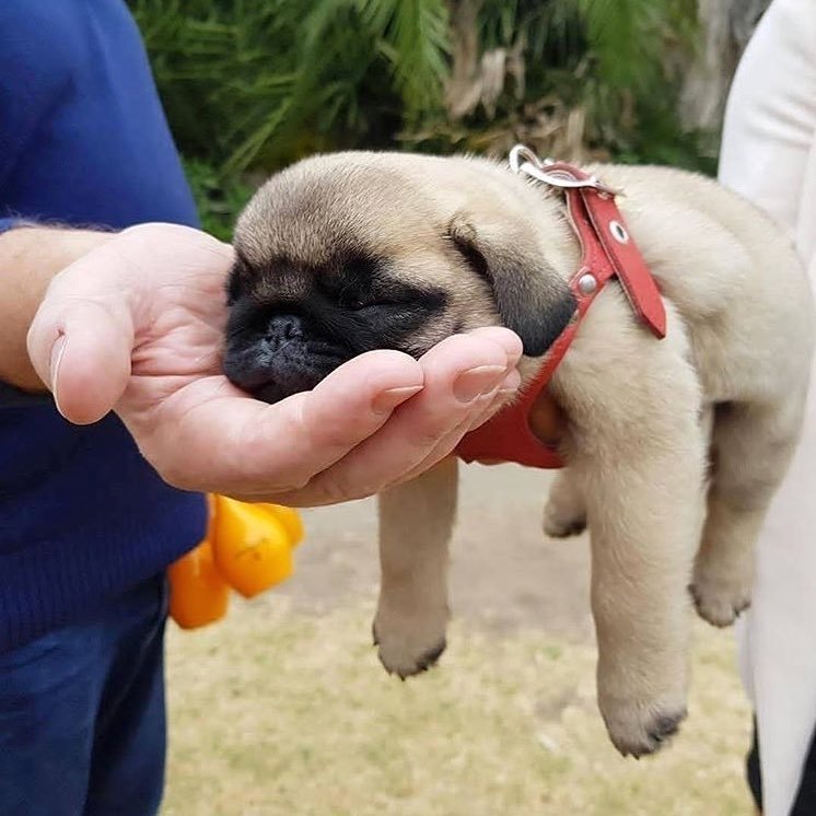 Do you love this so cute..! 🥰🥰 #pug #puglife #puppy