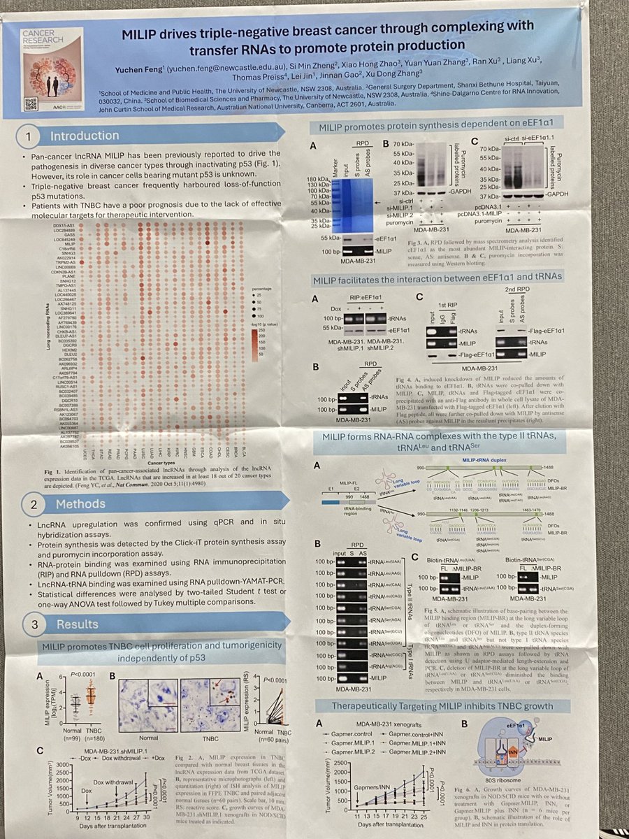 Stop by Section 17 Board 18 (Abstract 5697) at #AACR24 to learn about this @CR_AACR paper out today: MILIP Binding to tRNAs Promotes Protein Synthesis to Drive Triple-Negative #BreastCancer aacrjournals.org/cancerres/arti…
