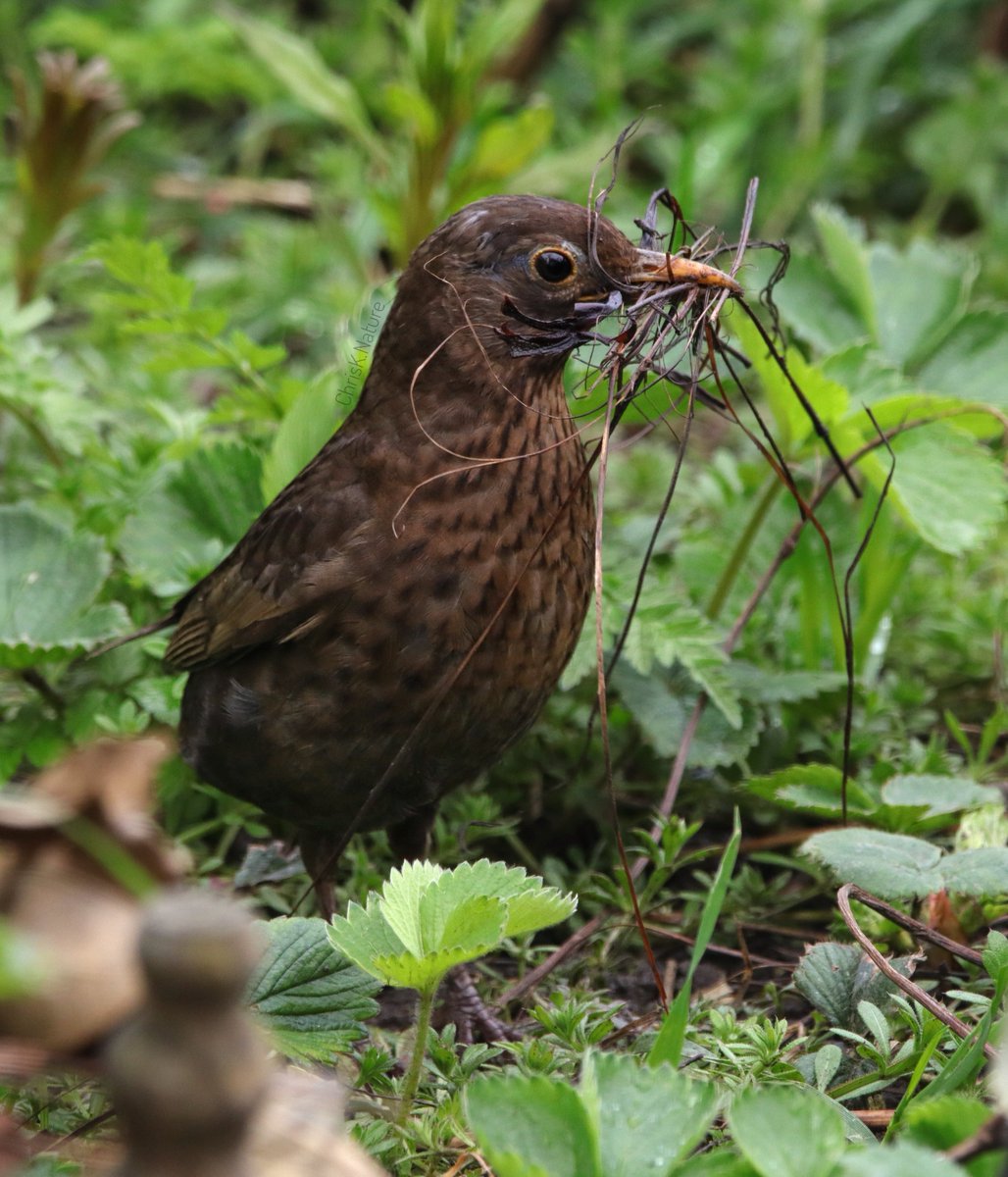 'Hmmph mmnn nmhuf' Mrs #Blackbird gathering nesting material in my garden today #bird #wildlifephotography #wildlife #nature #NatureBeauty #TwitterNatureCommunity