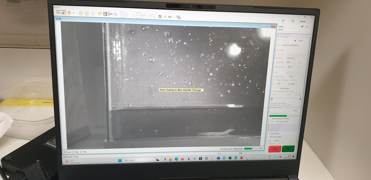 DAY 1: Filming larvae of torrent and giant pacific salamanders eating!!!