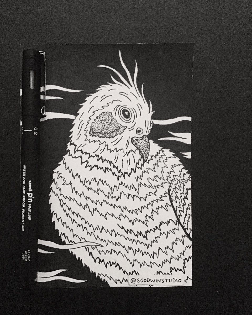 A little drawing of a cockatiel ✍🏻 

#postcardart #birdart #inkdrawing #penandink