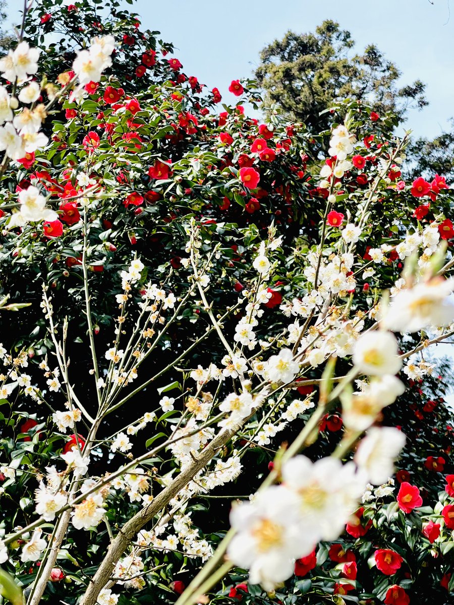 今しか見れない梅と椿の共演です！

梅の花の花言葉は、「高潔」「忍耐」「忠実」です。

椿の花の花言葉は「控えめな優しさ」「誇り」です。

#村上城跡
#藤基神社
#村上市
#神社
#新潟県　
#新潟
#神社巡り
#御朱印
#限定御朱印
#椿
#梅