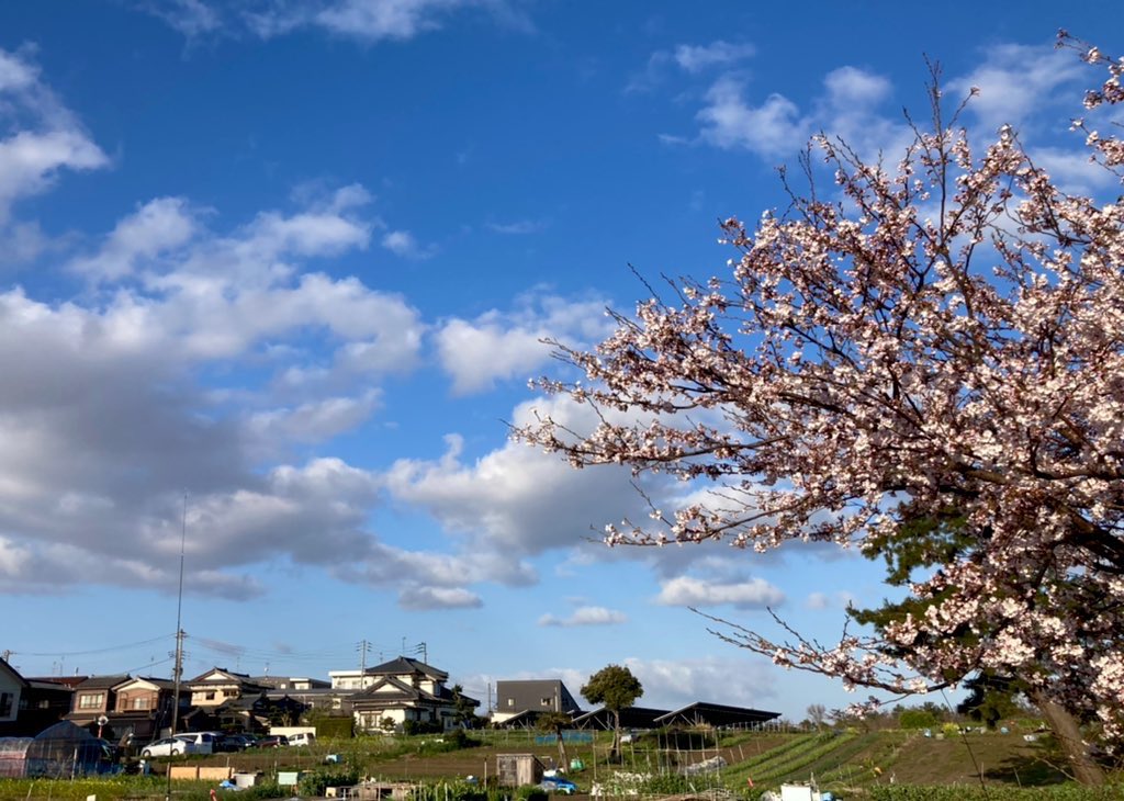 雨上がりの朝。桜はまだ蕾がたくさん残っている。
#朝空