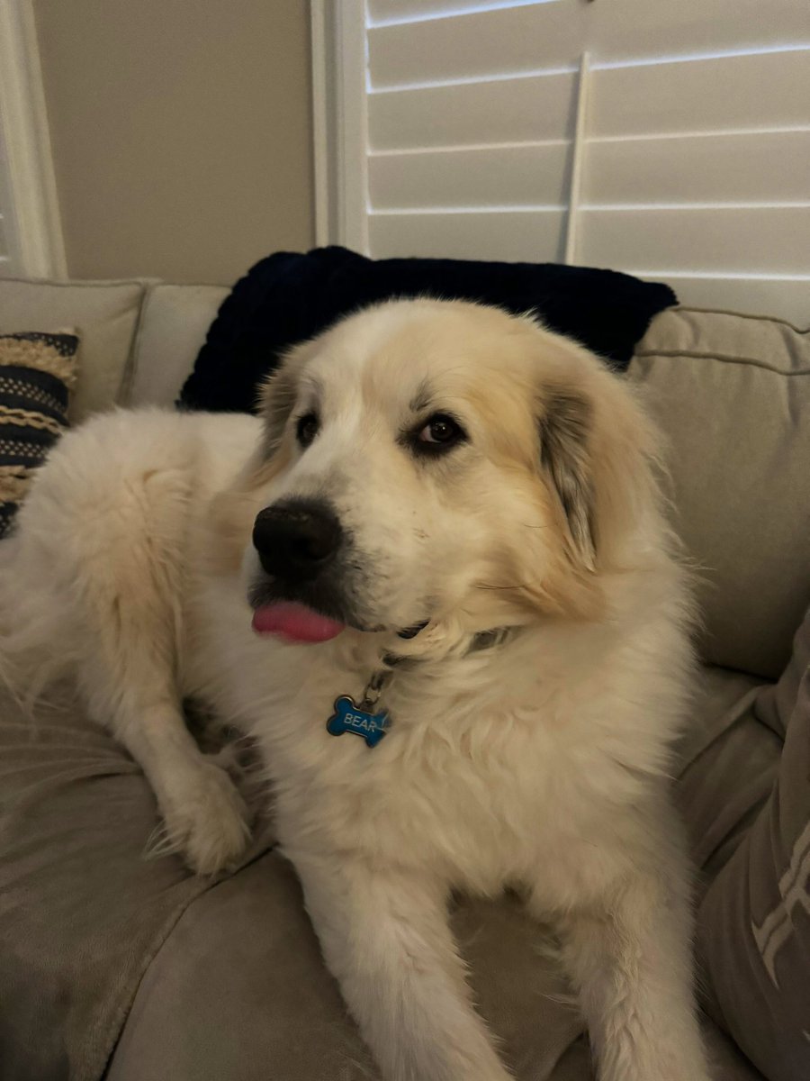 A little late, but happy #tongueouttuesday pals! I got extra credit for cooperating with mom on the first try. 👅🧀

-Bear🐾

#dogsoftwitter #dogsofx #greatpyrenees