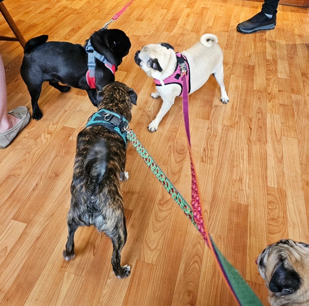 Met another pug at the vet while we were there for all 3 girls' annual visit. Pika loved him! #rosyposy #monkadoodledoo #pikapug