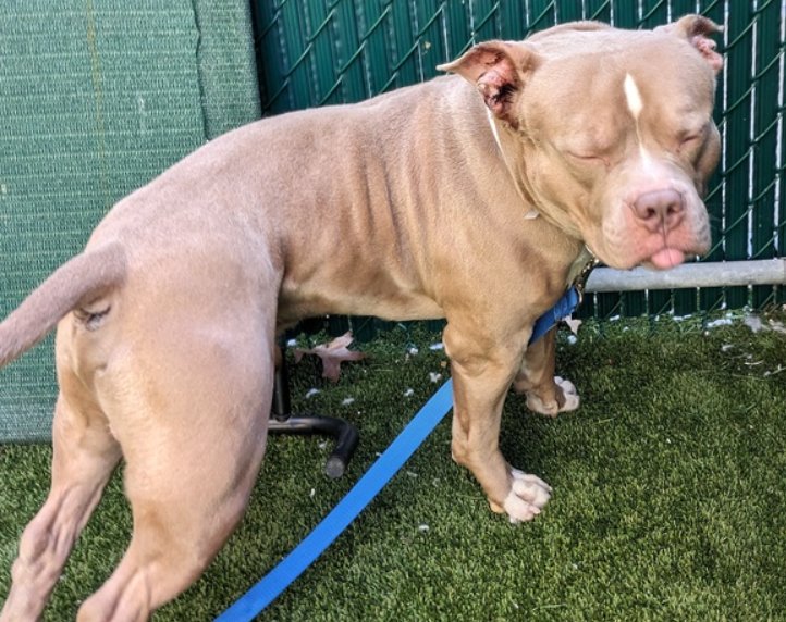 💔Wonka Blue💔 #NYCACC #194725 4yr ▪️To Be Killed: 4/11💉 Precious sweetie's💔, arrived stray. Staggering/collapsing, req MD, shelter can't provide. Affectionate, warming. Responds well 2 soft voices. Needs loving, N.East #Adopter/#Foster, 4 MD, 2 decompress. Pls #pledge 💞WB