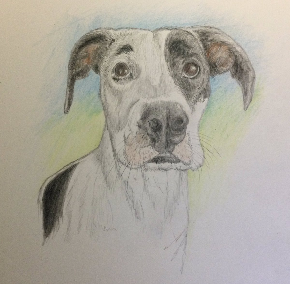 Daisy. A color pencil sketch for a follower of my page.