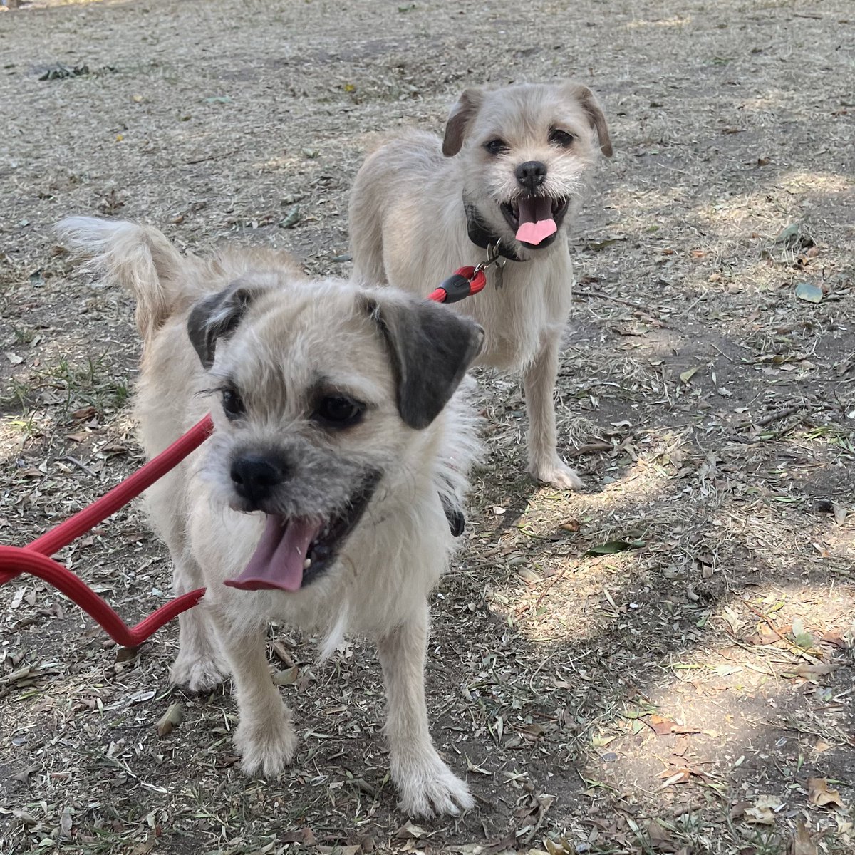 Pía y Mía están llenas de amor para compartir 💛 Tienen 2 años,protocolo completo,talla chica. Tienen que adoptarse juntas porque son muy unidas 🐶♥️🐶 Estamos en CDMX