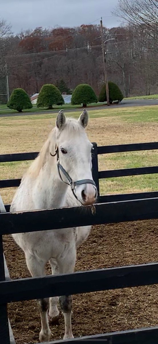 Thanks to all who have shown love for Fish Trappe Road! When he arrived at RFH, vet bills were over $8k (just for him!). Last year was around $6k, so hopefully trending in the right direction! The cellulitis will always plague him. To donate: PayPal.me/racingforhome