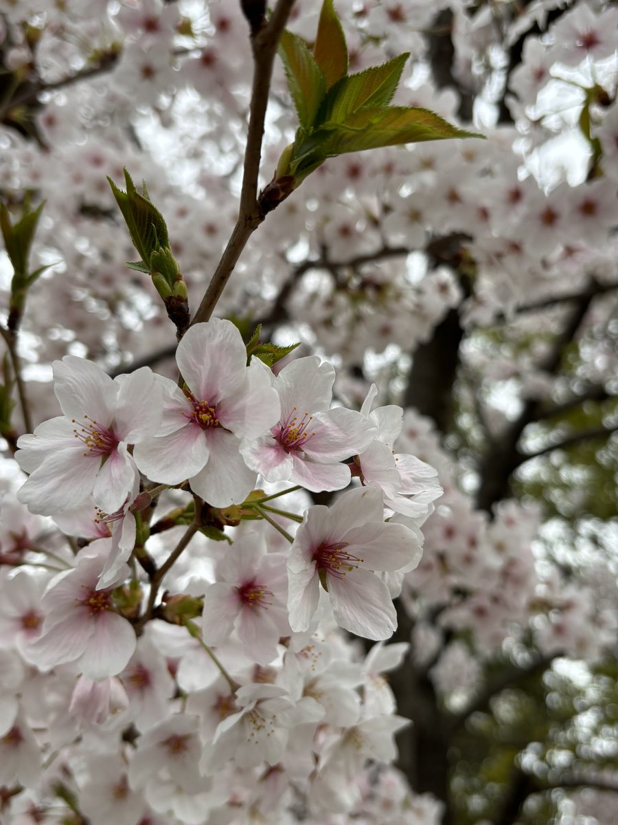 今年はこれで🎶