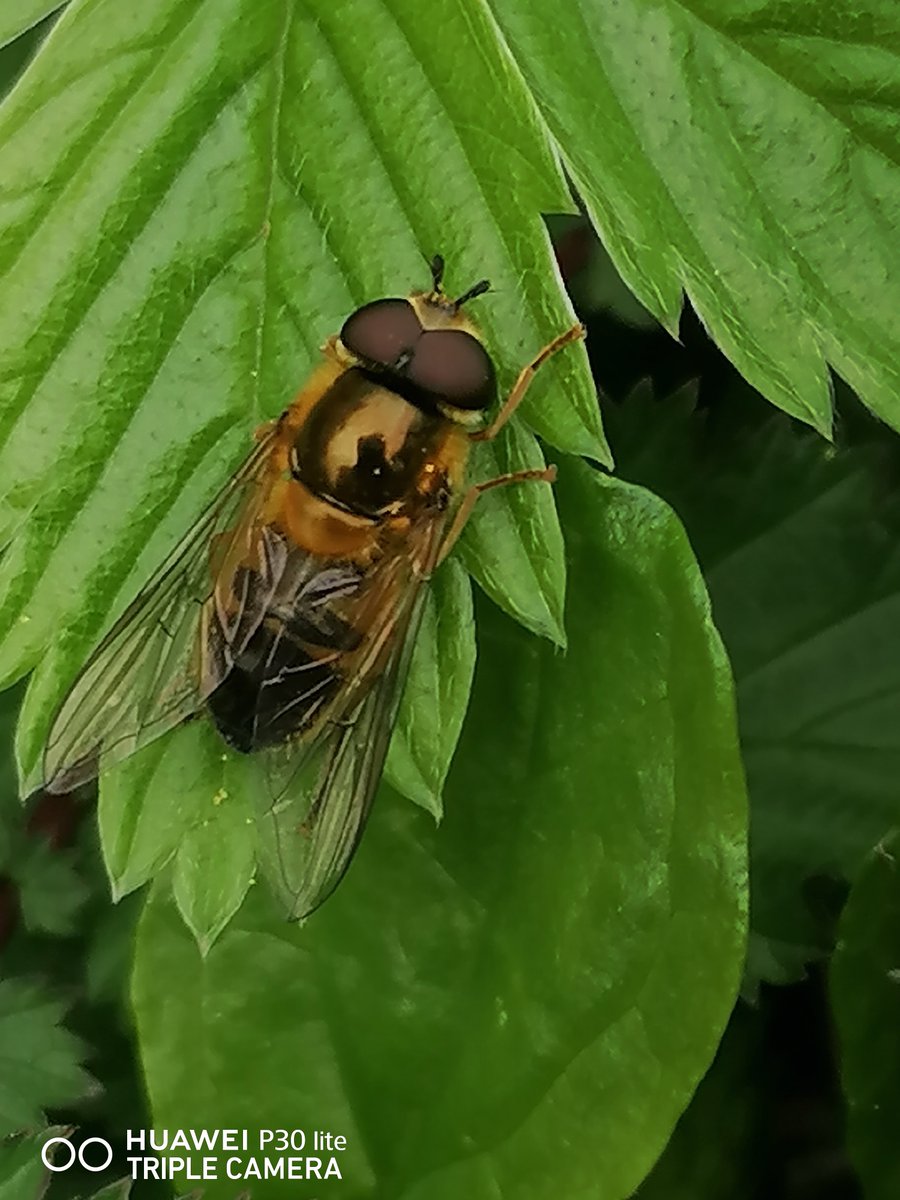 Real delight to see along Woodland rides of Cloud Wood yesterday, an Early Epistrophe eligans. Attractive Medium sized Hoverfly with a shiny Coppery thorax. Generally only seen in April & May, feeding on Blackthorn and Hawthorn @HoverflyLagoons @WildlifeTrusts #WildWebsWednesday