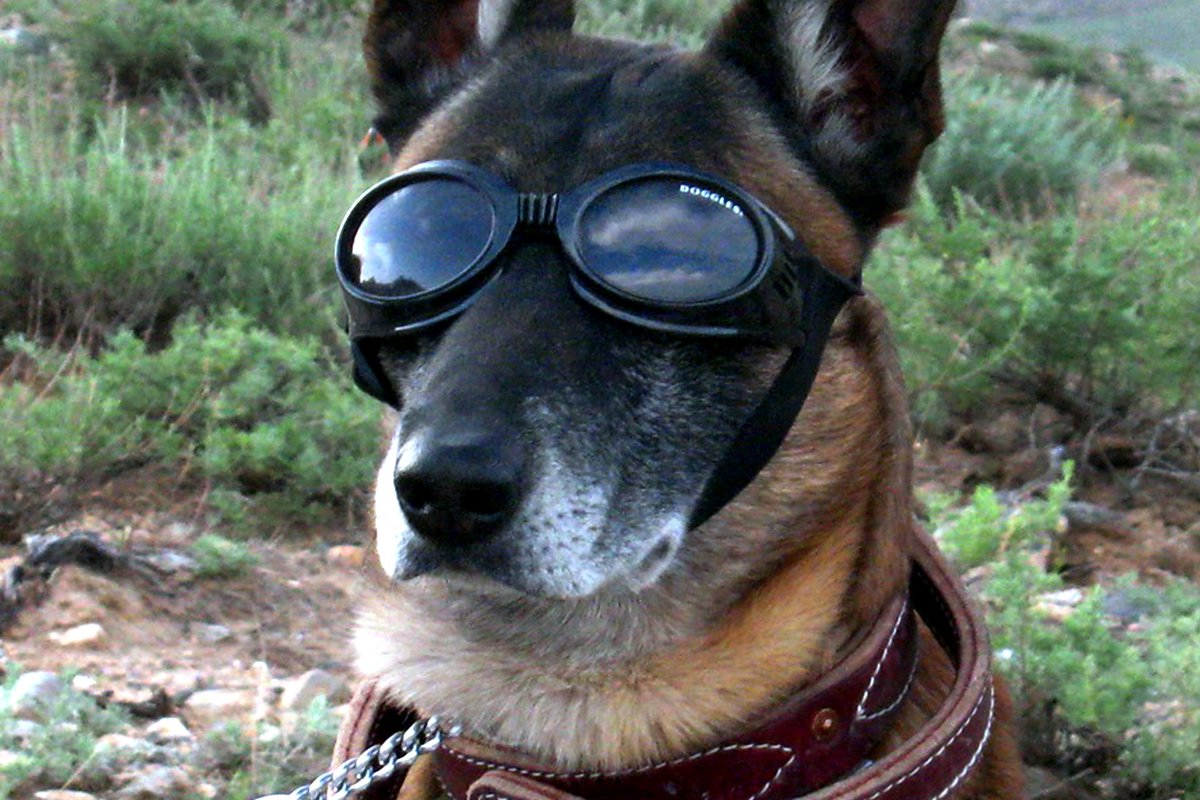 I just tried searching for Google Docs but ended up typing goggle dogs I am not disappointed, but I do probably need to install Mavis Beacon's typing tutor