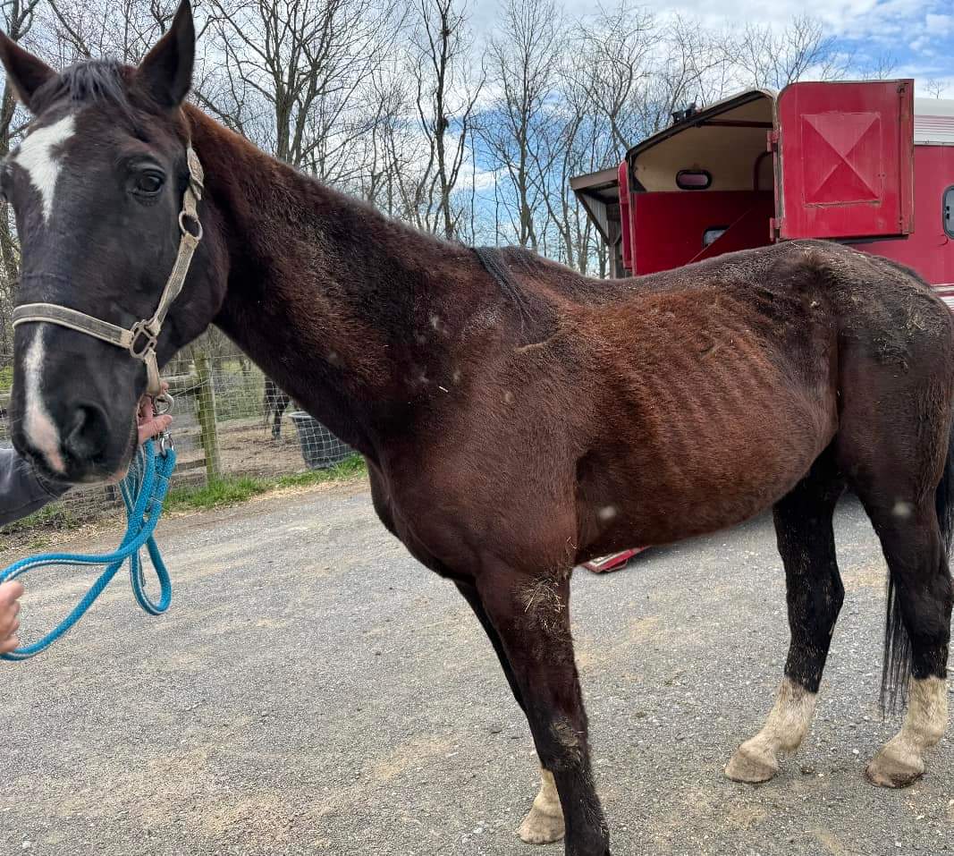 CHEAPSIDE IS HUNGRY, LOST HIS WILL TO LIVE, IS WORMY, AND HIS FEET ARE A MESS. Only in his teens, only days to live unless we can save him! Loc in Shippensburg, PA. Please SHARE, DONATE, OFFER HOME 🙏 🐎9️⃣5️⃣0️⃣ paypal.com/donate?campaig…