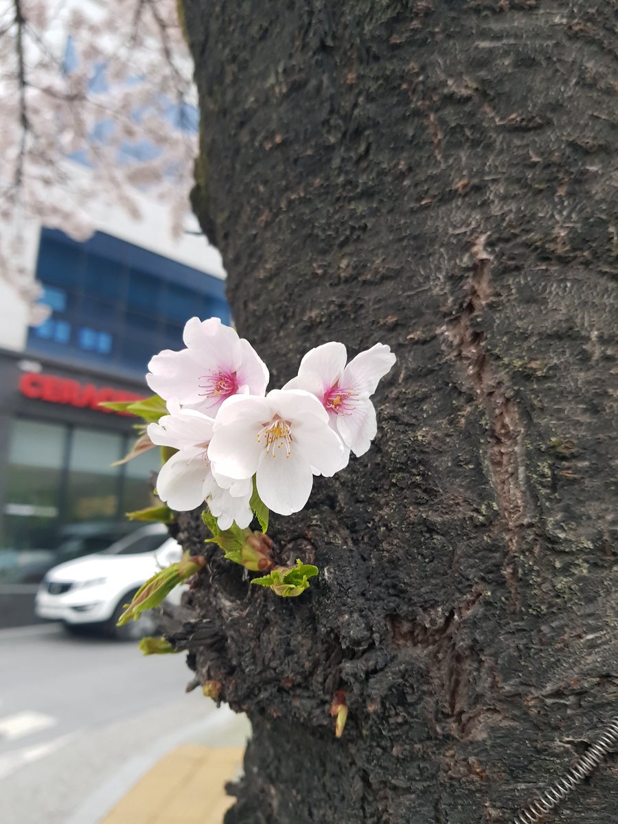 a___shadow's tweet photo. 피었으니 지겠지! https://t.co/QeGAMJB3Cq