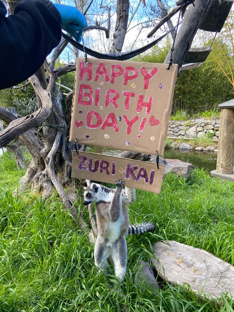 Otto is not the only animal who is celebrating a birthday in April. These two lemur boys also had birthdays recently! 📷️: Animal Caregiver Lindsey Kaemingk