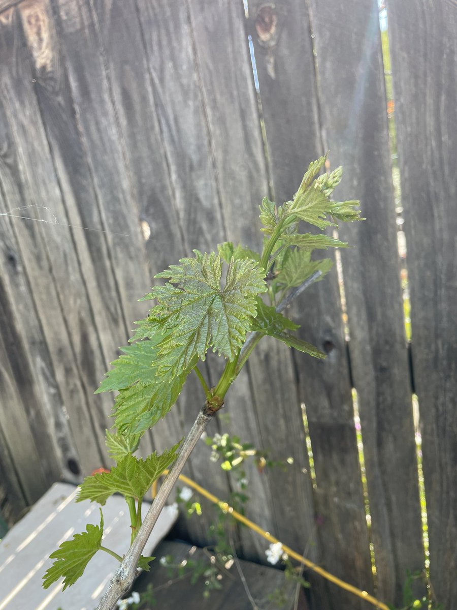 Hi Mama! Mortoise the tortoise (and the kids) are out of brumation, the weather is more consistently mild, rain is mostly done, and the turtle condos are spruced up and heaters checked out. Sod patches are growing and their grape vines are leafing out - yum! #herps SoCal