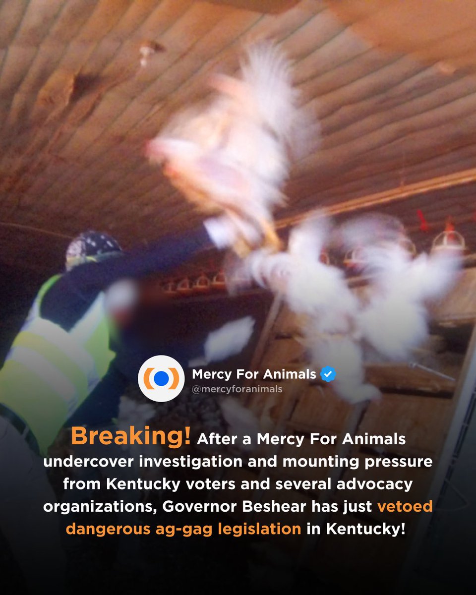 Breaking News! Governor Beshear just vetoed SB 16, dangerous ag-gag legislation that would've criminalized filming and sharing what happens in factory farms! 🎉 Unfortunately, the KY legislature can still overturn the governor’s veto. Stay up to date: NoAgGag.com