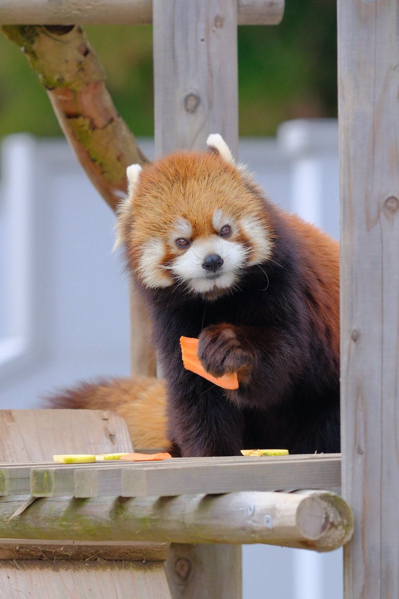 おはようございます🥕

＃かんた　＃レッサーパンダ
＃鯖江市西山動物園