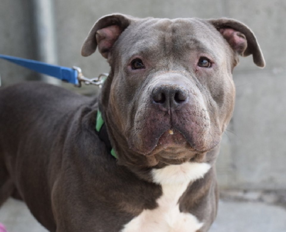 Max's 195586 family moved without him, so after arriving March 26 he's now TBK Thursday in NYCACC. He's known to be fearful of loud noises and you can imagine how he's feeling now. Six years old and he's good with strangers and kids, and although uncomfortable in the pound, he's…