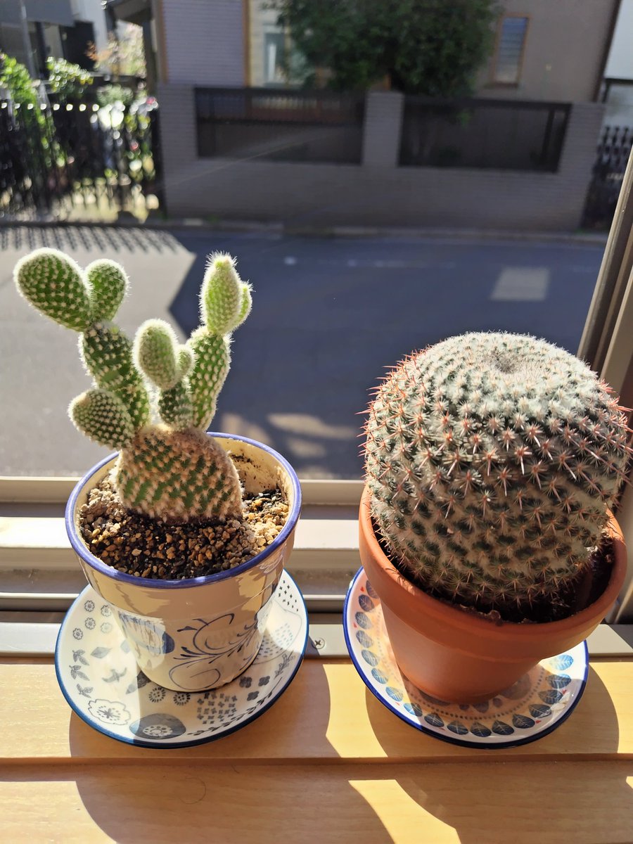 #赤羽 #サボテン 日向ぼっこしている我が家のサボテン🌵