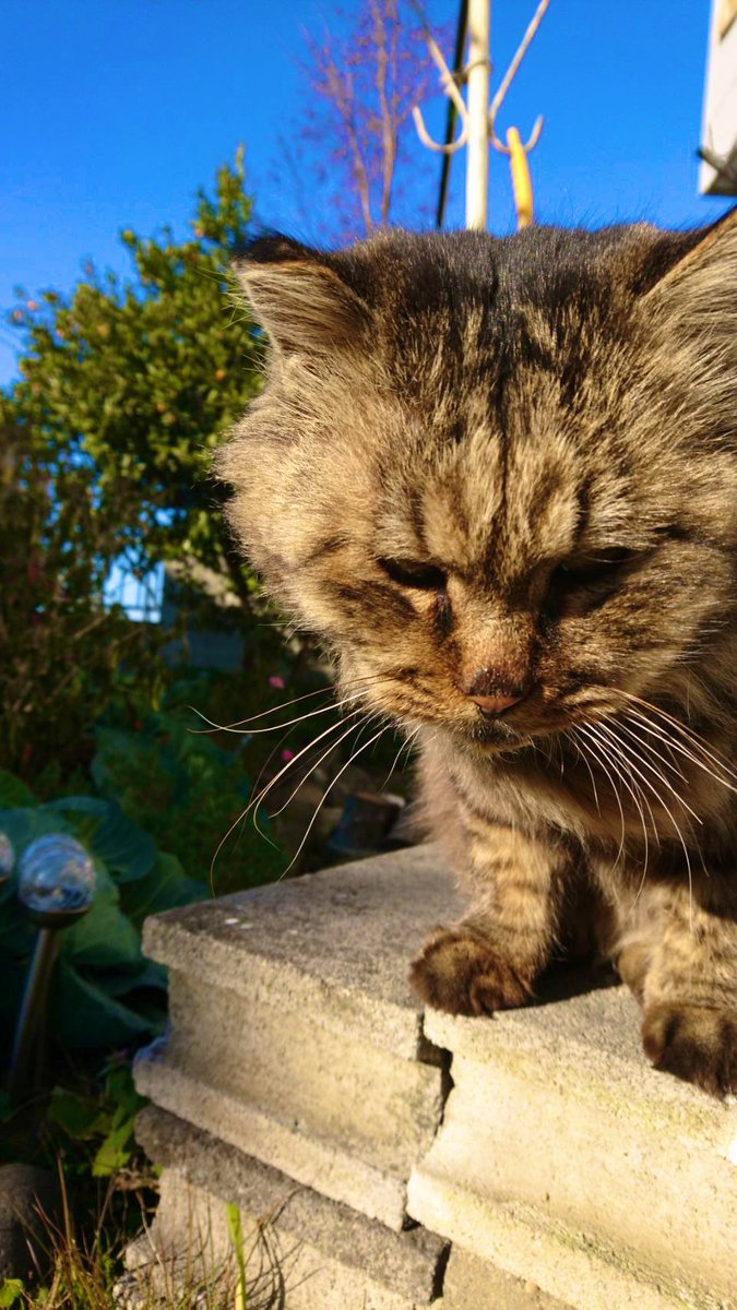 ねこ様 - Search / X