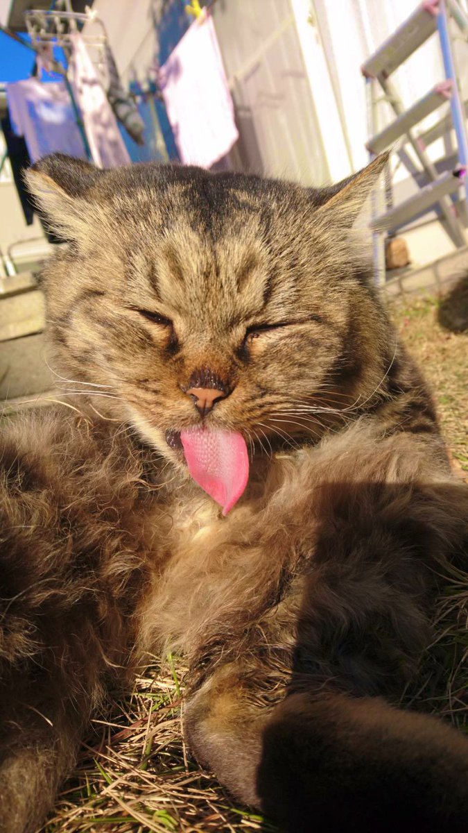 ねこ様 - Search / X