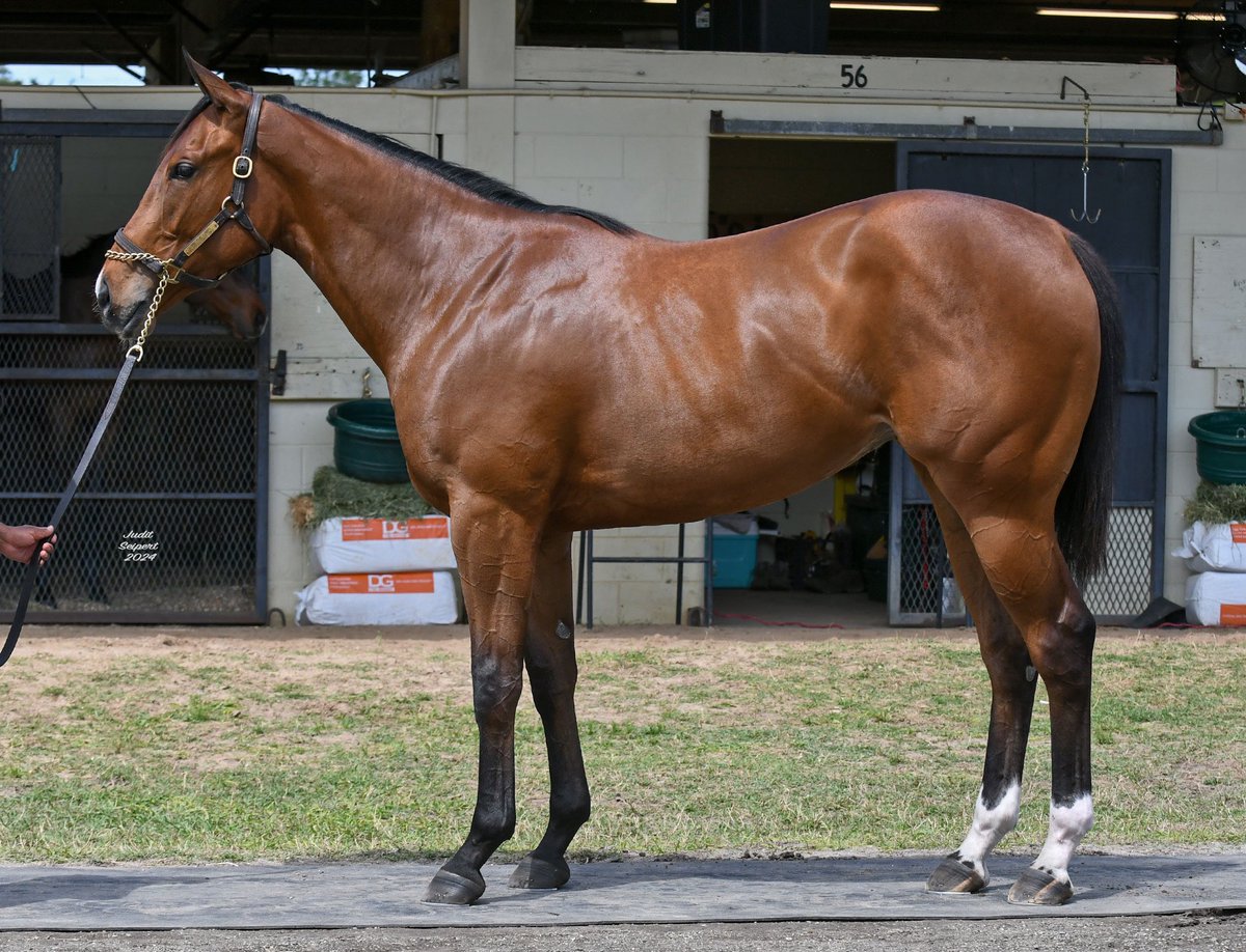 Another TIZ THE LAW setting the bar at @OBSSales 🔥 🔥 This @Chinahorseclub bred filly from the family of champion Abel Tasman ties the track record with a 20&1/5 breeze 💨 Bought by @tom_mccrocklin from @Highgate_Sales at @keenelandsales September! Best of luck to all