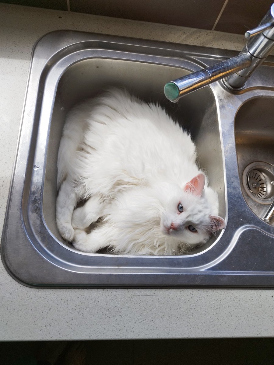 Thank you for cleaning my lounging sink 💙QJB