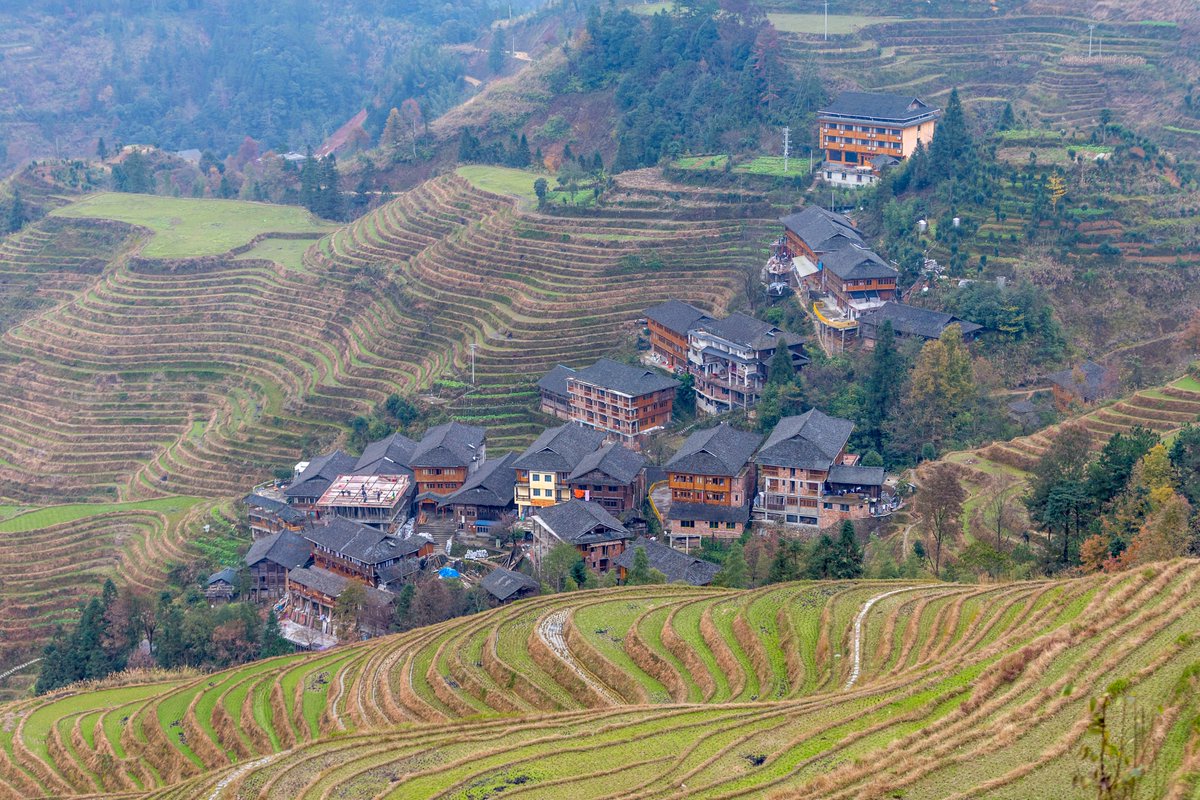 Rice agriculture in China, originating along the Yangtze River, started on a large scale during the Daxi culture period(5000–3300 BC) in the middle Yangtze region, later spreading to the lower Yangtze region during the Liangzhu culture period(3300–2300 BC). #YangtzeRiver #History