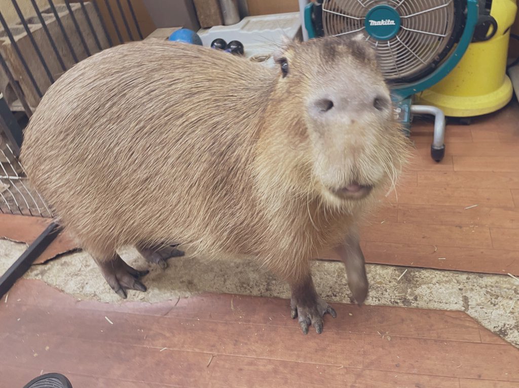 CapybaraLand tweet picture