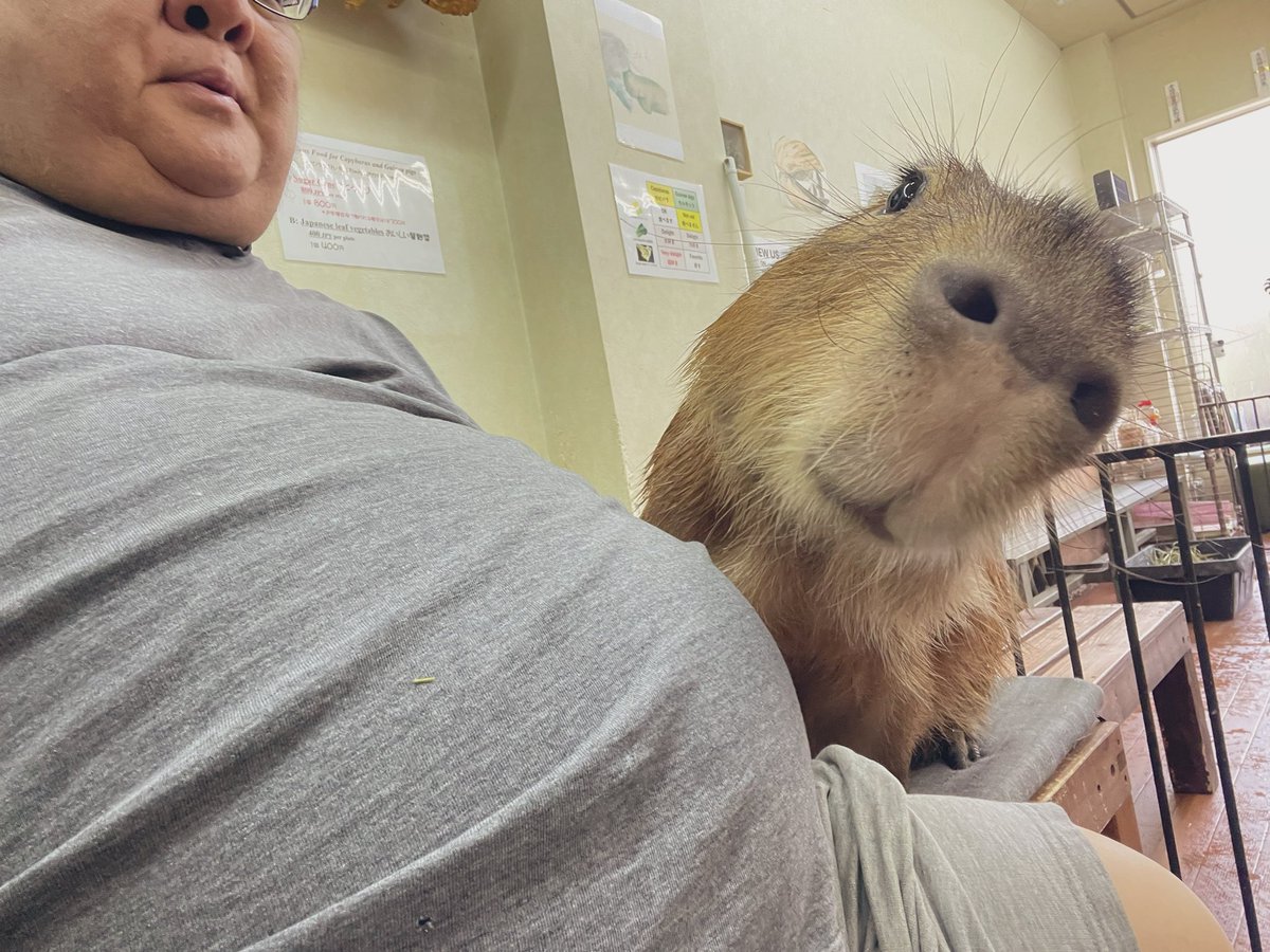 CapybaraLand tweet picture