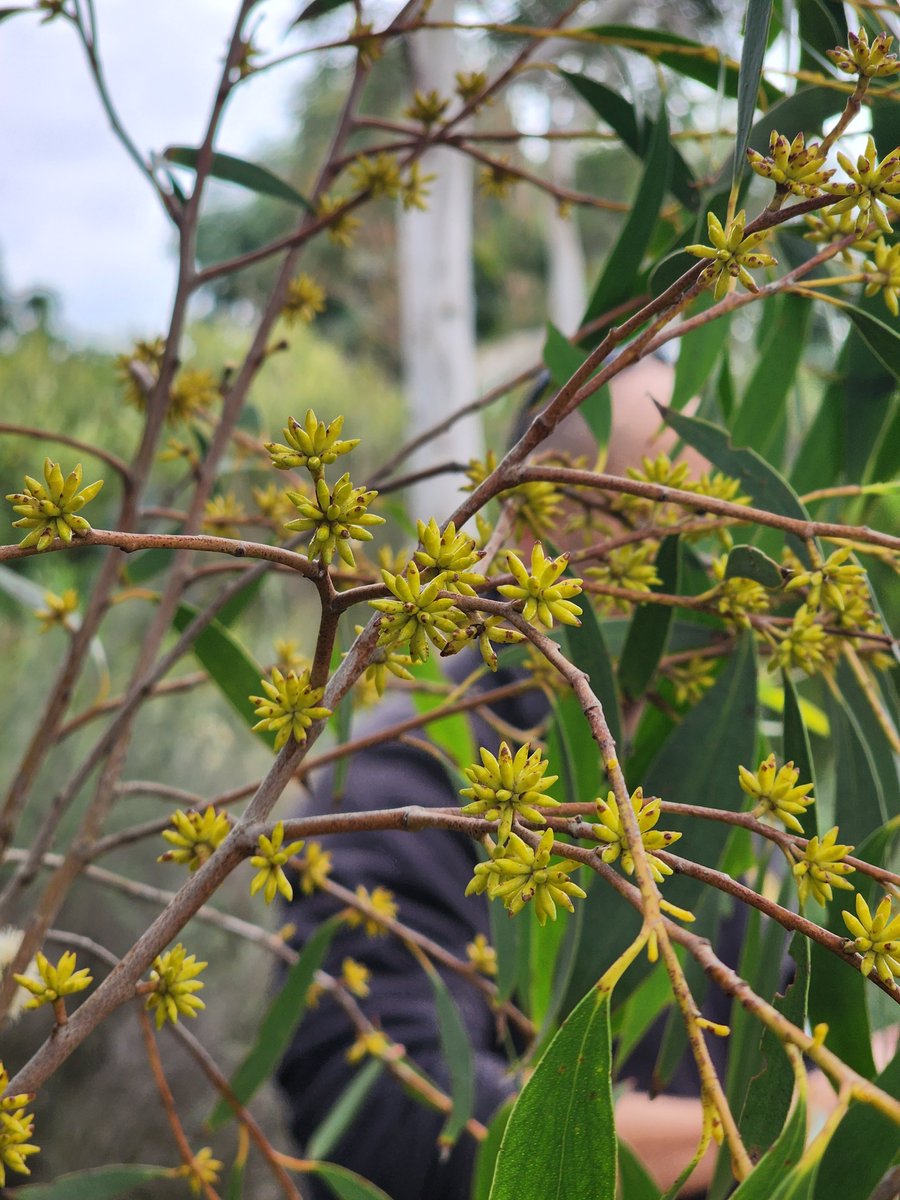 Buds, flowers, fruit and leaves of the Black Sallee, Eucalyptus stellulata.

The Latin word 'stellulatus' means 'set with small stars', and appears in this case to refer to the constellation of star-like clusters of buds adorning the Black Sallee's branches. #LoveAGum