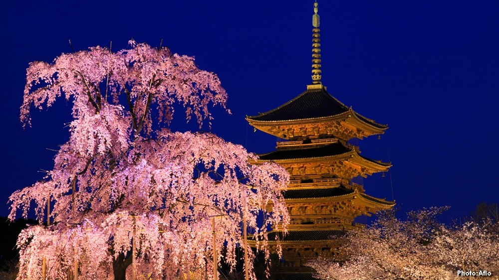 #PhotosOfTheMonth: Symbols of spring in Japan, illuminated cherry blossoms 🌸 exude a magical atmosphere! See light-ups at spots like Miidera-temple in Shiga Prefecture, Kyoto's To-ji Temple, Hirosaki Park in Aomori, and Miharu Takizakura in Fukushima. japan.travel/en/see-and-do/…