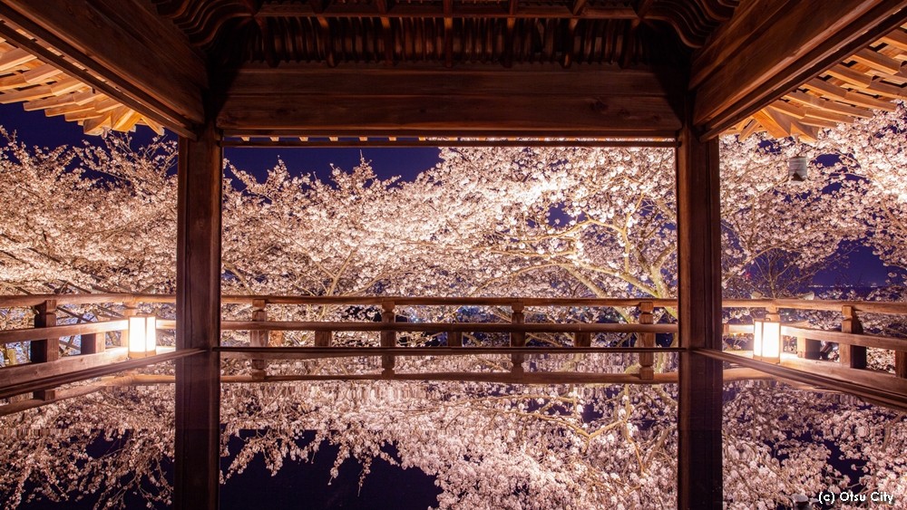 japan's tweet photo. #PhotosOfTheMonth: Symbols of spring in Japan, illuminated cherry blossoms 🌸 exude a magical atmosphere! See light-ups at spots like Miidera-temple in Shiga Prefecture, Kyoto's To-ji Temple, Hirosaki Park in Aomori, and Miharu Takizakura in Fukushima.
https://t.co/uV1K3bfbQP https://t.co/yFwWJ9fYYy
