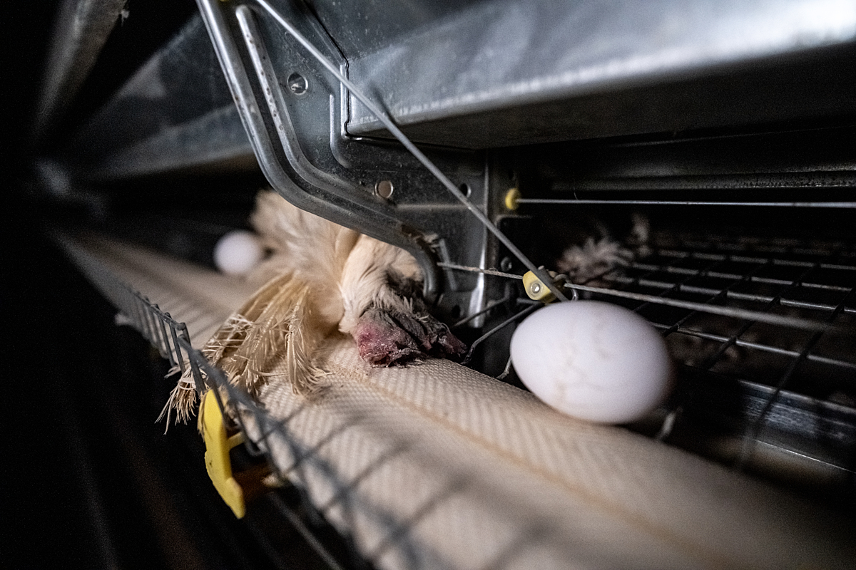 “If you’ve eaten an egg recently, it probably came from a hen who was raised in horrific conditions in a battery cage.” But what makes these cages a living nightmare for hens? Battery Cages Are More Sadistic Than Most People Realize 😵 👉 sentientmedia.org/battery-cage/ #eggtruth