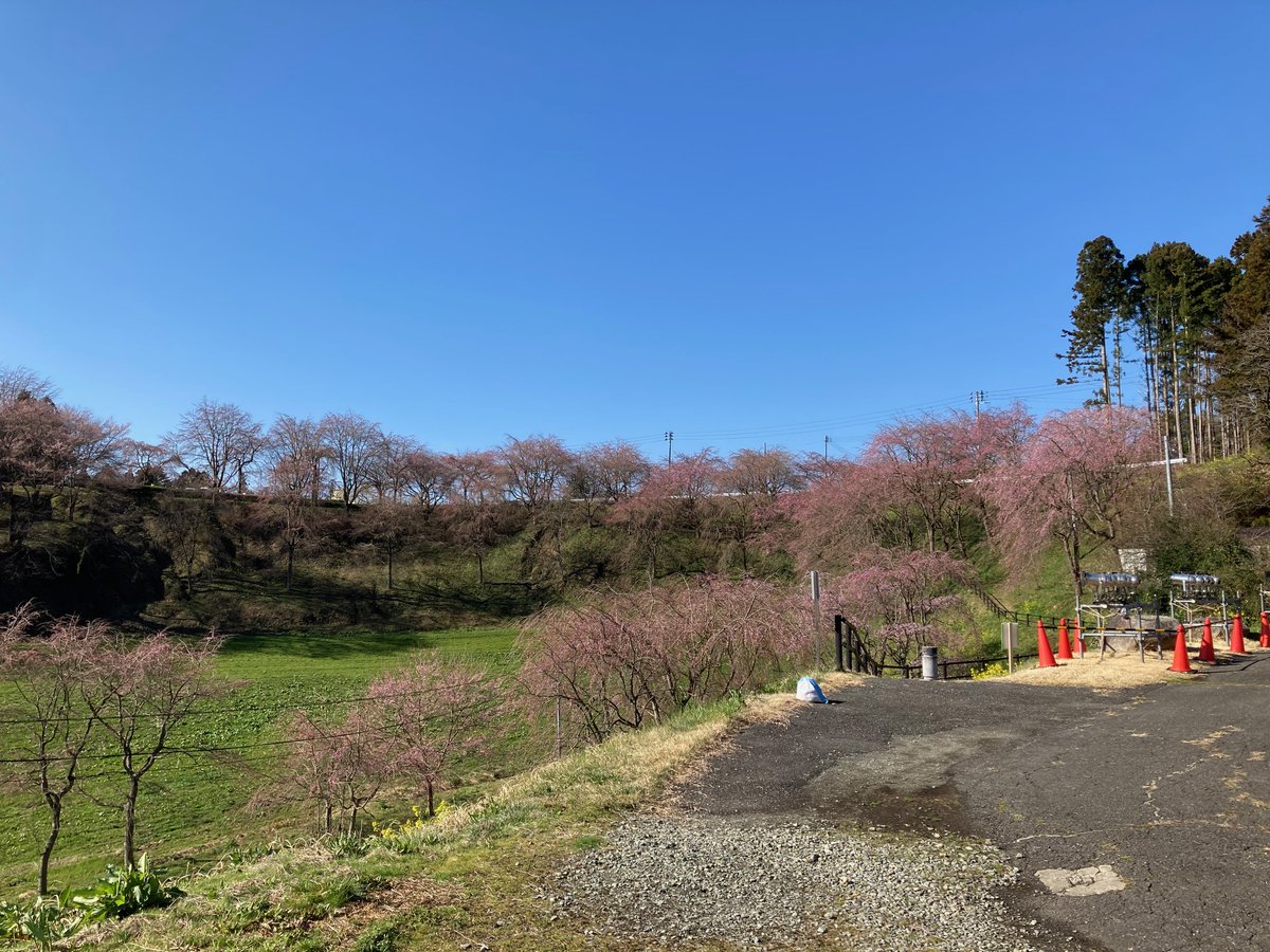 撮影日：2024.4.10
開花状況：３分咲き
#二本松の桜